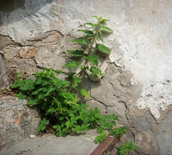 Closeup Retro Age Rural Urban Rustic Village Rough Grunge Cement — Stockfoto