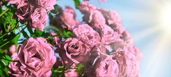 Alte Retro Kunst Ländliche Weiche Sonne Helle Rosa Farbe Aroma — Stockfoto