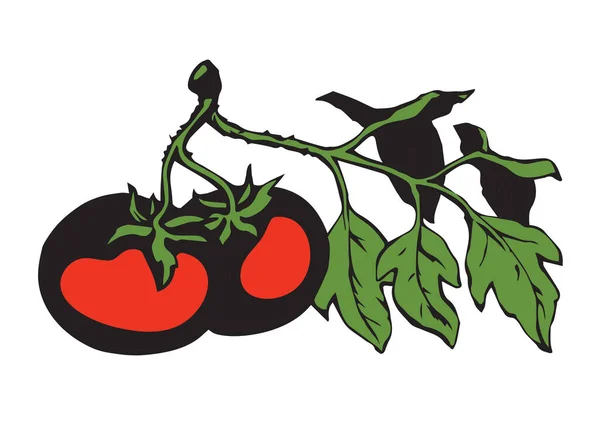 Close View Rauw Groot Rijp Fris Sappig Smakelijk Roze Solanum — Stockvector