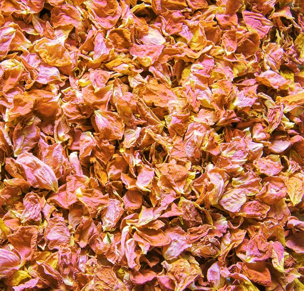 Antiguo Arte Rojo Brillante Rosa Olor Fresco Spa Botánico Flor — Foto de Stock