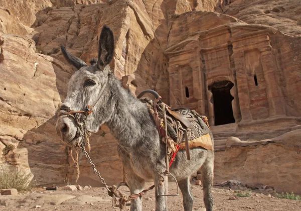 Petra içinde eşek — Stok fotoğraf