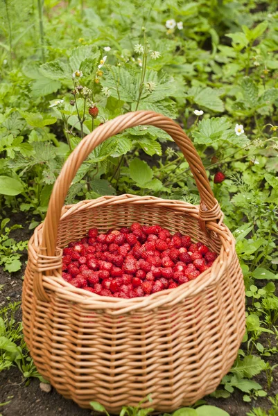 草莓篮子 — 图库照片
