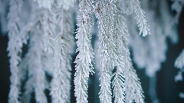 Woman Hand Touches Fir Tree Branches Covered Frost Snow Nature — Video Stock