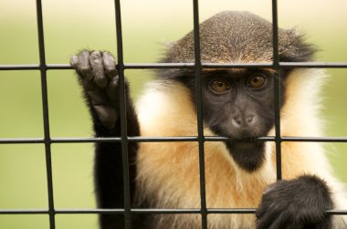 Caged vervet monkey. clipart