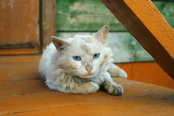 kedi ön verandaya