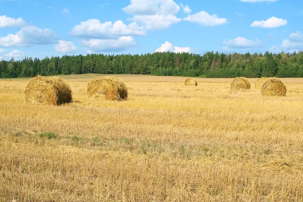 Field with haystacks — Stock Photo, Image