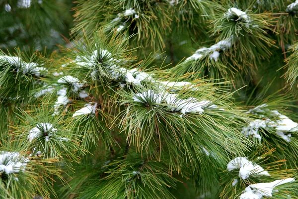 Fichte im Schnee — Stockfoto