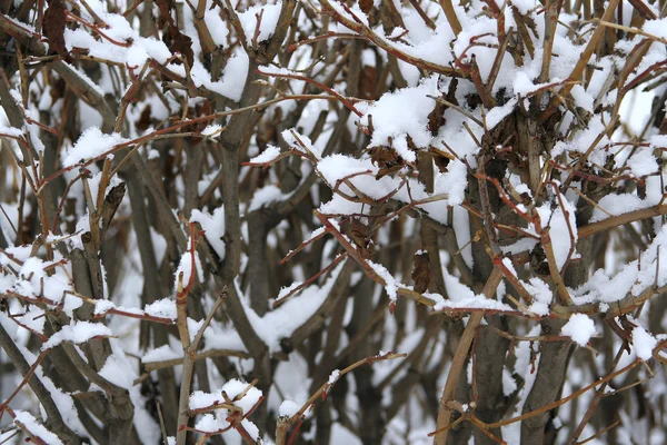 Bush in the snow — Stock Photo, Image