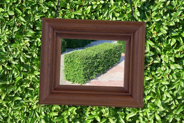 Wooden frame on the background of foliage — Stock Photo, Image
