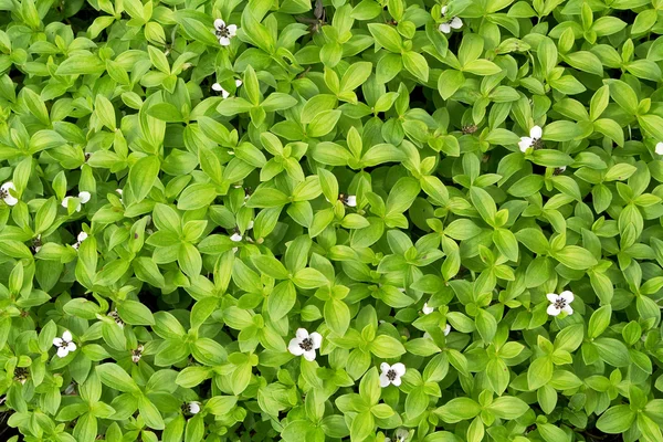 Flowering plant — Stock Photo, Image