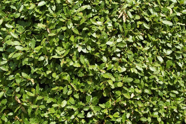 Laurel bush — Stock Photo, Image