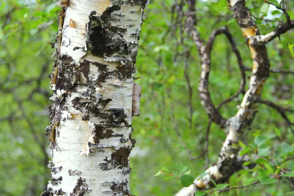 Birch trunk