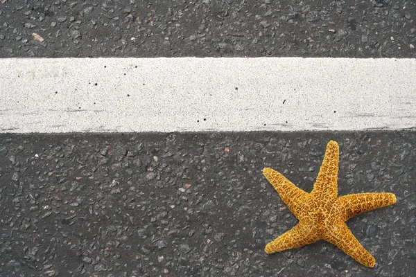 Starfish on the highway — Stock Photo, Image