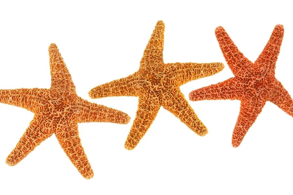 Starfish — Stock Photo, Image