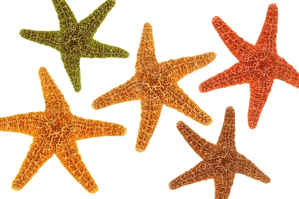 Beş deniz yıldızı — Stok fotoğraf