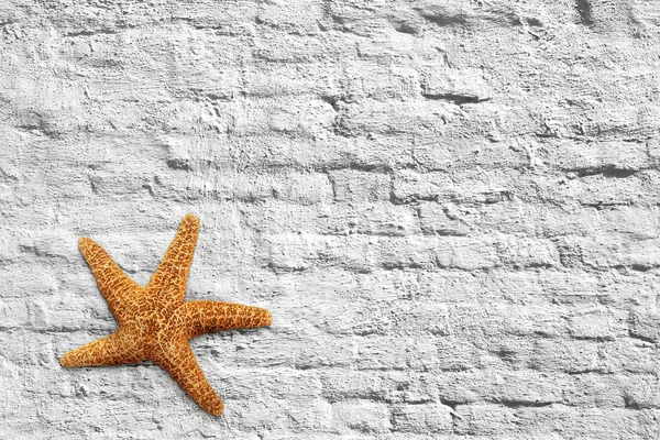 Морская звезда и кирпичная стена — стоковое фото