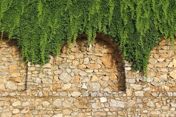 Brick wall and growing plant — Stock Photo, Image