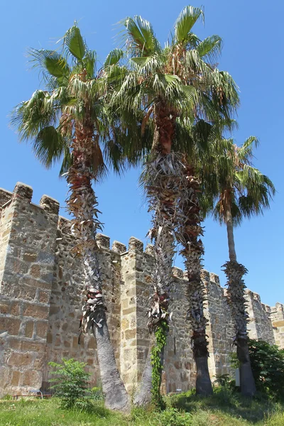 Παλαιό Φρούριο και παλάμες — Φωτογραφία Αρχείου