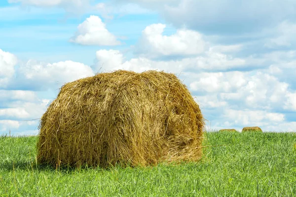 Поле Пшеницей Стог Сена Сельское Хозяйство Ферма — стоковое фото