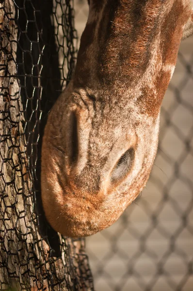 Giraffe's namlu — Stok fotoğraf