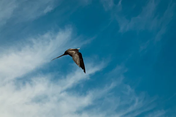 Female frigatebird in free flight — Stock Photo, Image