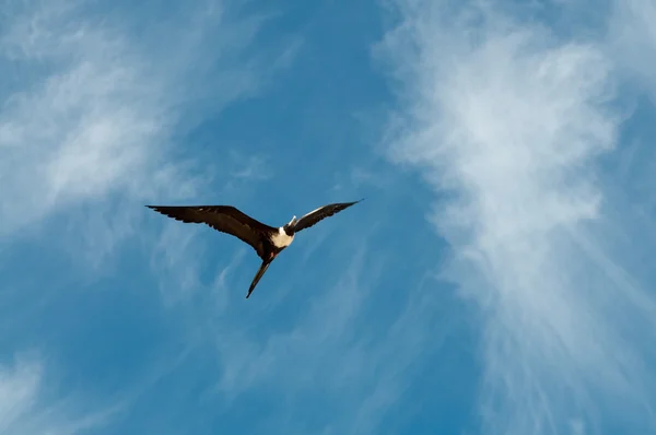 Female Great frigatebird — Stock Photo, Image
