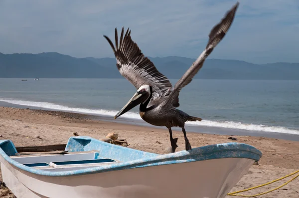 Kahverengi Pelikan çıkartıyor — Stok fotoğraf