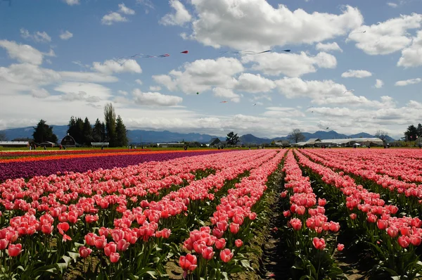 Tulpen en vliegers — Stockfoto