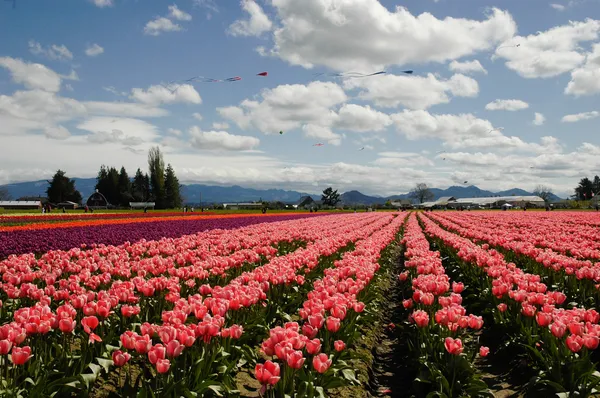 Tulipas e papagaios — Fotografia de Stock