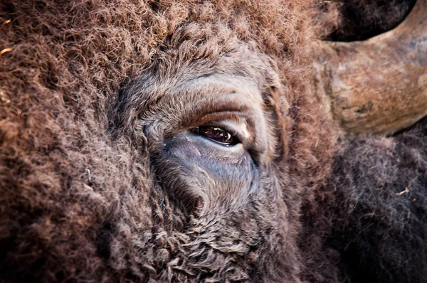 American bison eye — Stock Photo, Image