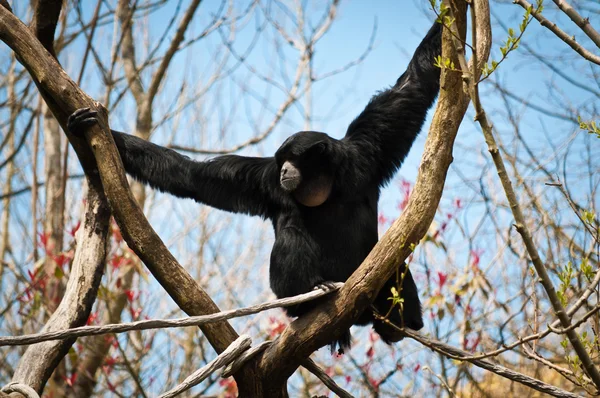 Siamang sur une branche en forme de Y — Photo