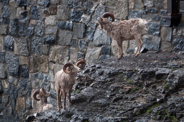 Bighorn sheep herd — Stock Photo, Image