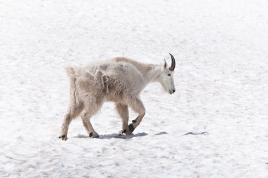 yürüyen dağ keçisi