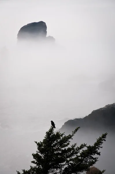 Halcón en un árbol sobre el agua brumosa — Foto de Stock