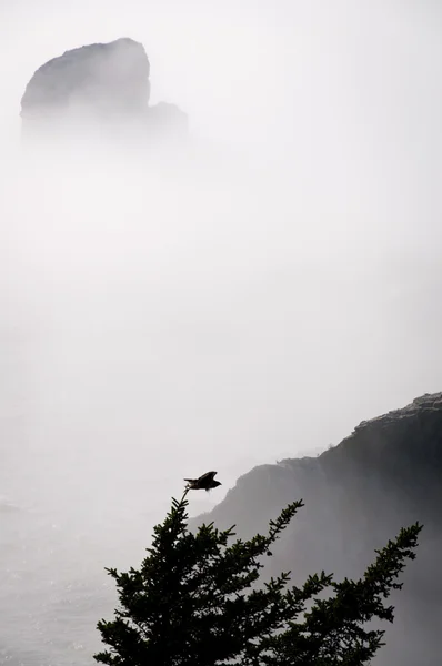 Hawk decolando a árvore na costa do Oregon — Fotografia de Stock