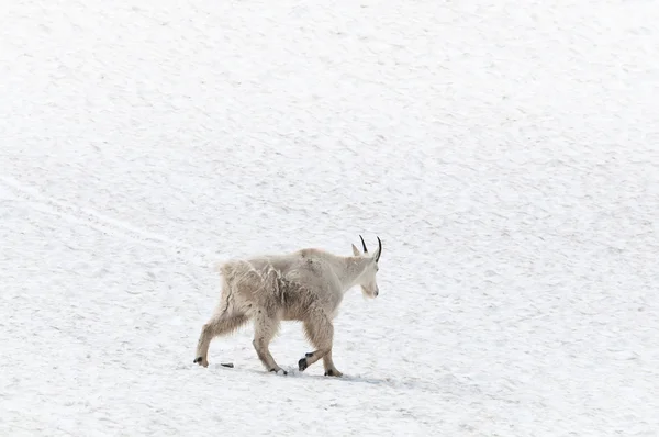 Mountain goat on the snow — Stock Photo, Image