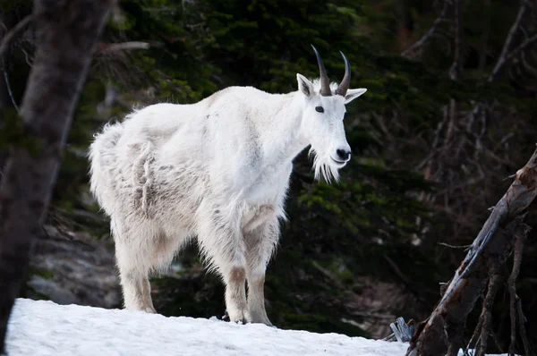 Horská koza v Glacier National Park — Stock fotografie