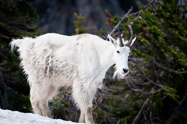 Mountain goat in the wild — Stock Photo, Image