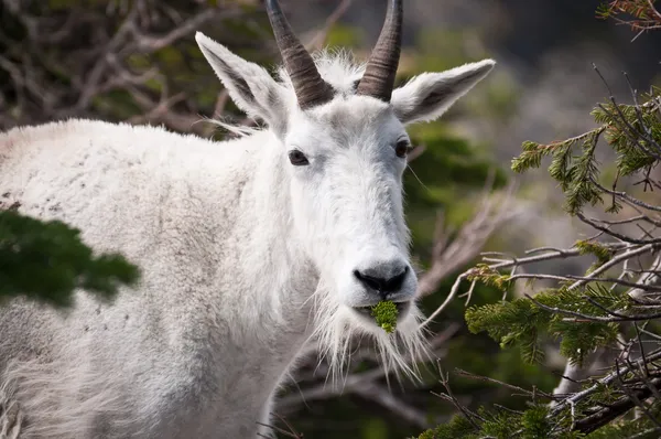 Goat chewing pine tree stick — Stock Photo, Image