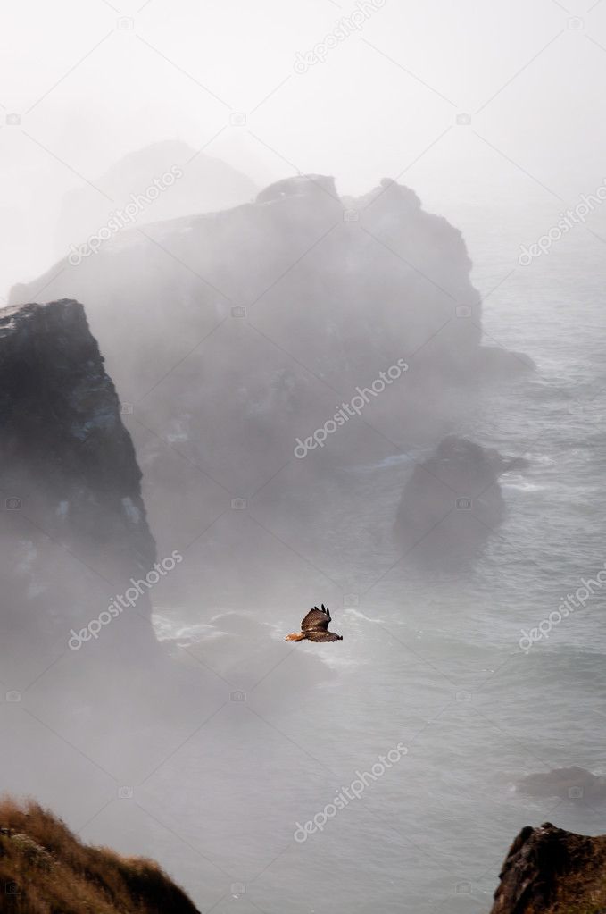 Hawk flying over the fog on Paciific Ocean