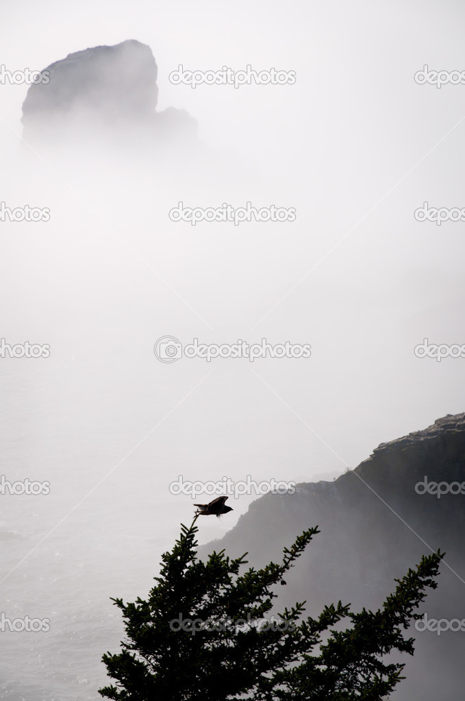 Hawk taking off the tree on Oregon coast