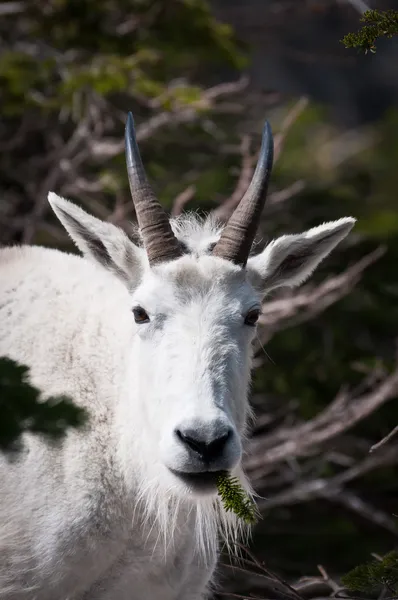 Mountain goat with pine spring in the mouth — Stock Photo, Image