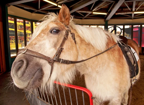 Shetland pony, equus caballus, in de stal — Stockfoto
