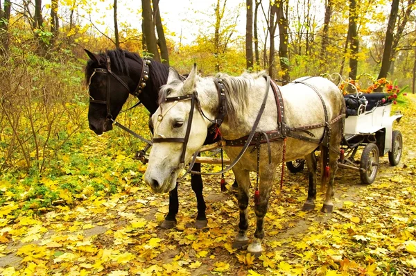 Veículo puxado a cavalo — Fotografia de Stock