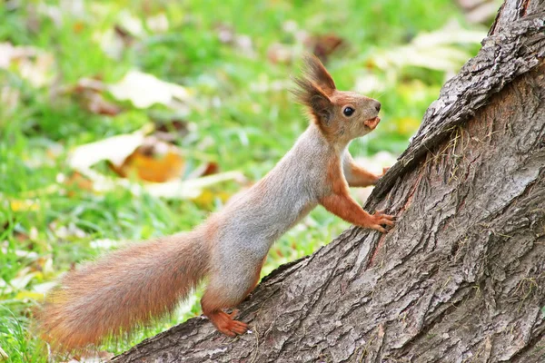 Κόκκινος σκίουρος κάθεται στο δέντρο — Φωτογραφία Αρχείου