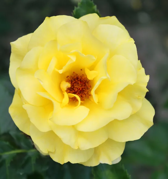 Rosa amarela bonita em um jardim — Fotografia de Stock