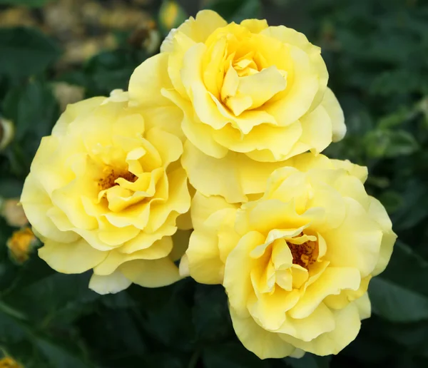 Hermosa rosa amarilla en un jardín — Foto de Stock