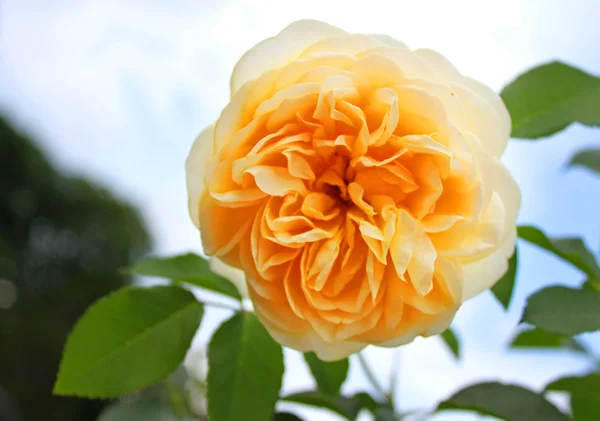 Beautiful orange rose in a garden — Stock Photo, Image