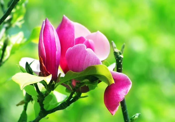 Van magnolia bloem bloeien in de lente — Stockfoto