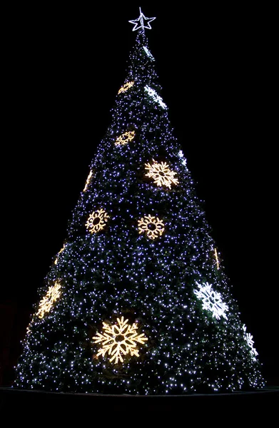 Beaux arbres de Noël brillants — Photo